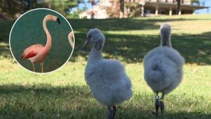 Louisville Zoo Celebrates Record Breaking 60 Year Old Flamingo Mother