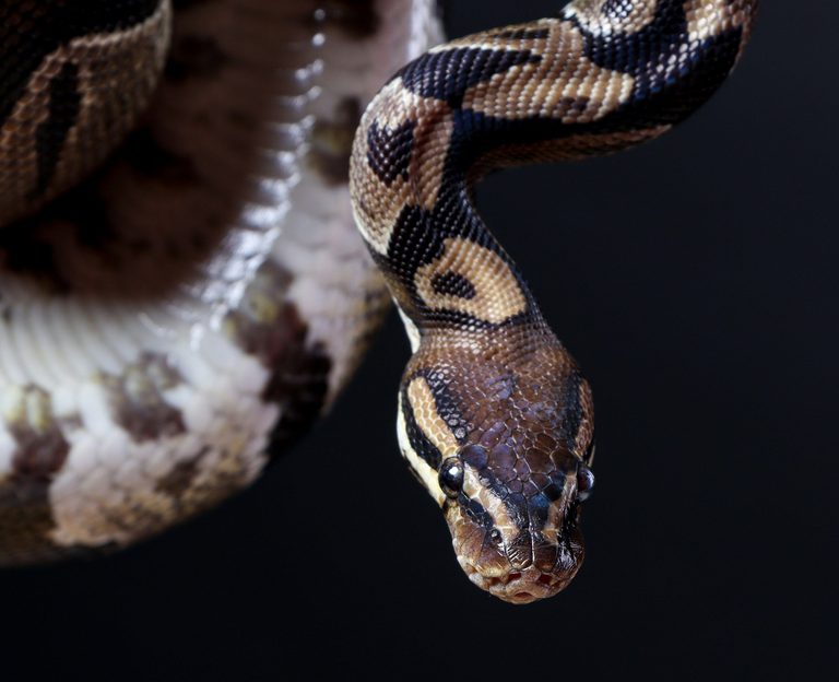 Lubbock Animal Services Rescues Ball Python Escaped From Local Theater