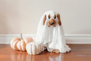 Lubbock Parents Get Practical Halloween Safety Tips For Kids