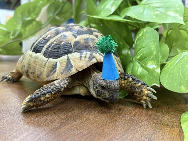Lubbock Public Library Welcomes Grumpy Tortoise Tortellini To Its Children S Dep