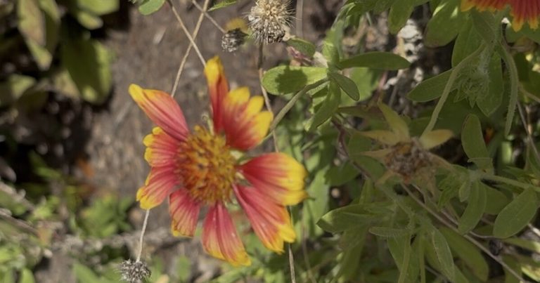 Lynnhaven River Now Offers Native Seed Collection For Virginia Gardeners