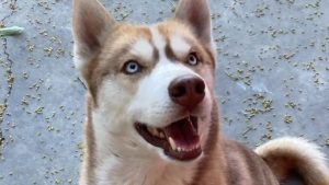 Lynwood Animal Cruelty Investigation After Family Dog Found Hanging By Leash