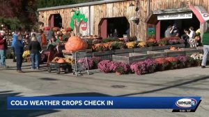 Mack S Apples Reports Strong Harvest In Londonderry Thanks To Favorable Weather