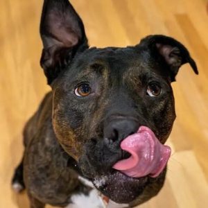 Madison Animal Rescue Highlights Onyx A Friendly Five Year Old Dog Ready For Ado
