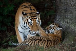Man Seriously Injured After Jumping Into Tiger Enclosure At Yorkshire Wildlife P