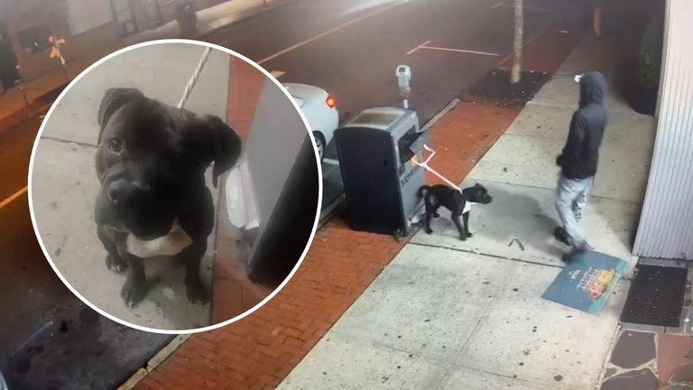 Man Sought After Abandoning Pit Bull Outside Montclair Liquor Store