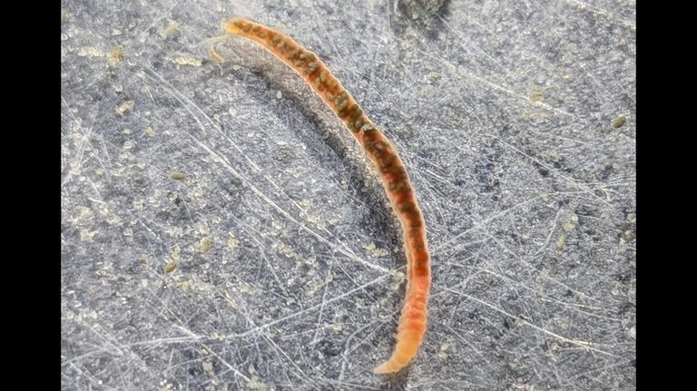 Marineland Researchers Study Regenerative Marine Worm To Inform Human Medicine