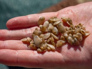 Maryland Researchers Make Strides In Soft Shell Clam Aquaculture For Chesapeake
