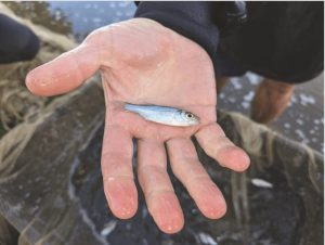Maryland Sees Juvenile Striped Bass Rebound While Long Term Decline Persists