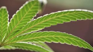 Massachusetts Voters To Decide On Repealing Recreational Marijuana On Nov 3