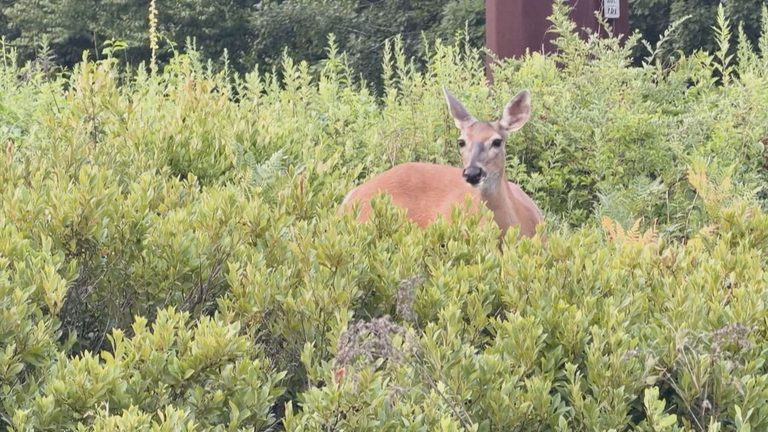 Masswildlife Warns Rising Deer Numbers May Speed Coastal Erosion In Southern New