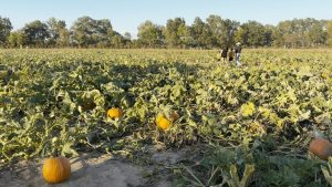 Mayflower Pumpkin Patch Celebrates Generations Of Families Amid Seasonal Challen