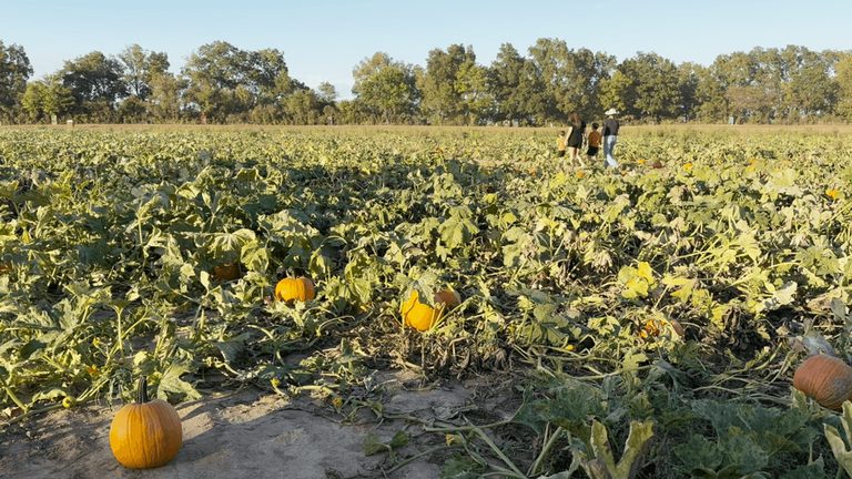 Mayflower Pumpkin Patch Celebrates Generations Of Families Amid Seasonal Challen