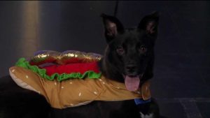 Meet Bon Jovi A Playful Border Collie Mix Ready For Adoption In Fayetteville