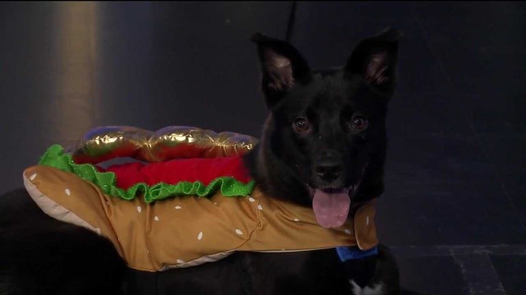 Meet Bon Jovi A Playful Border Collie Mix Ready For Adoption In Fayetteville