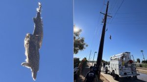 Mesa Firefighters Rescue Owl Tangled In Fishing Line On Local Trail