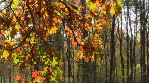 Metroparks Toledo Photographer Shares Practical Fall Photo Tips At Oak Openings