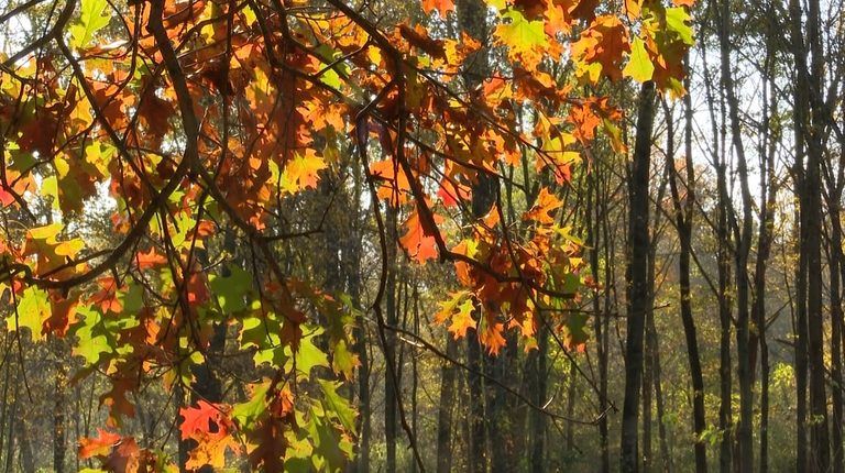 Metroparks Toledo Photographer Shares Practical Fall Photo Tips At Oak Openings