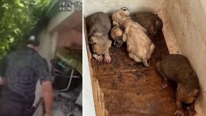 Miami Beach Police Rescue 19 Dogs Including Four Abandoned Puppies From Unsafe H