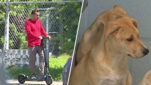 Miami City Commission Adopts Stricter E Scooter Rules And Raises Animal Cruelty