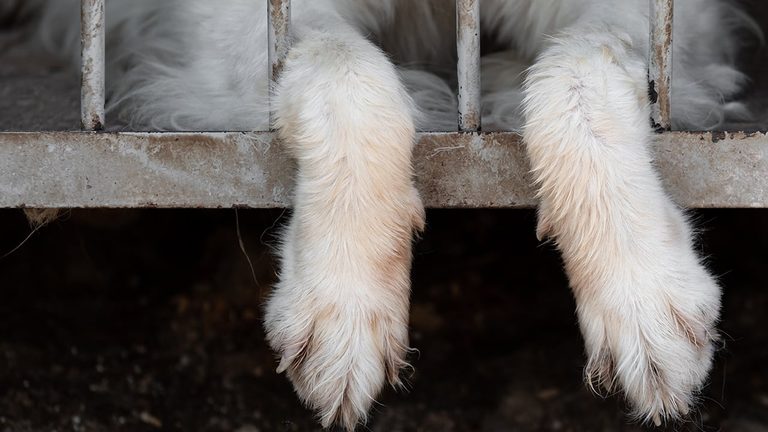 Miami County Commissioners Approve Contract With Garmann Miller For New Animal S
