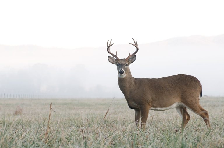 Miami County Sheriff Urges Drivers To Follow Six Safety Steps As Deer Vehicle Co