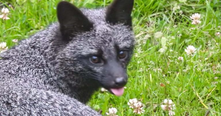 Michigan Dnr Highlights Rare Dark Coated Gray Fox Calls On Residents To Share Si