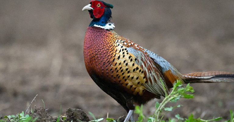 Michigan Dnr To Release Nearly 7 300 Pheasants For 2026 Hunting Season
