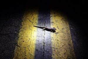 Michigan Launches 2026 Roadside Wildlife Count To Curb Vehicle Animal Collisions
