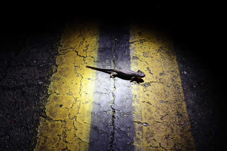 Michigan Launches 2026 Roadside Wildlife Count To Curb Vehicle Animal Collisions