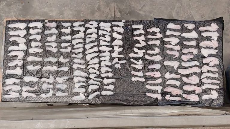 Middletown Fishermen Face Charges After Alleged Illegal Black Sea Bass And Tauto