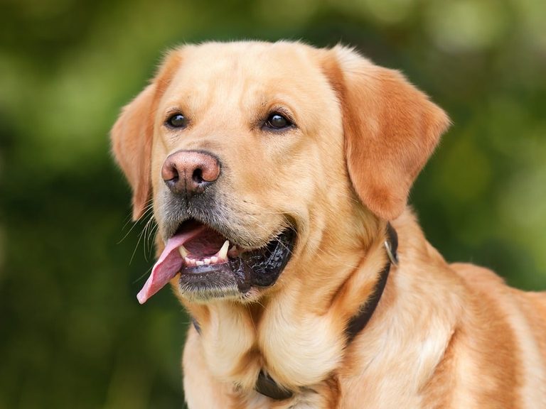 Midtown Dog Park Preview Set For Nov 1 In Montgomery