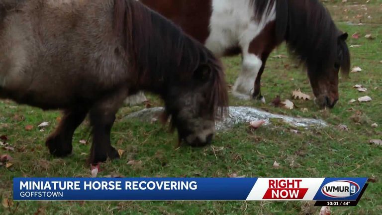 Miniature Horse Recovers After Dog Attack On Goffstown Farm