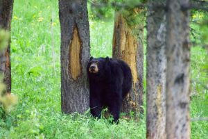 Minnesota Bear Harvest Reaches Third Highest Level With 4 168 Taken In 2026