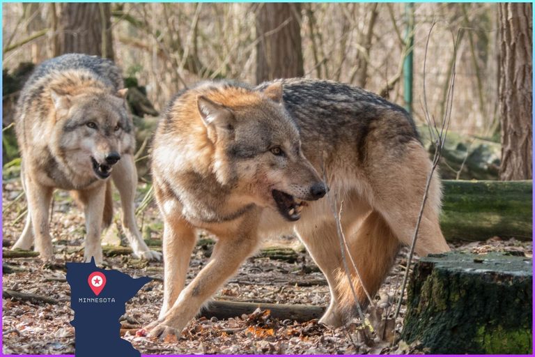 Minnesota Dnr Estimates Nearly 3 000 Wolves Roam State S Northern Forests
