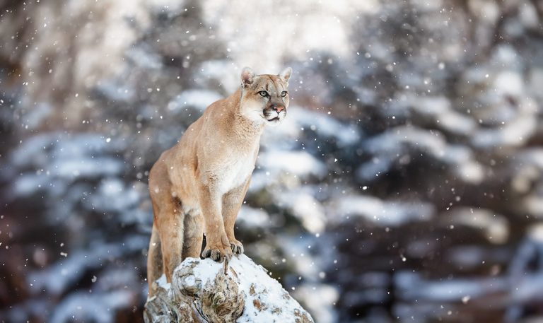Minnesota Dnr Urges Hunters To Report Cougar Sightings As Breeding Evidence Emer