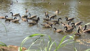 Missouri Conservation Urges Hunters And Public To Report Sick Waterfowl Amid Bir