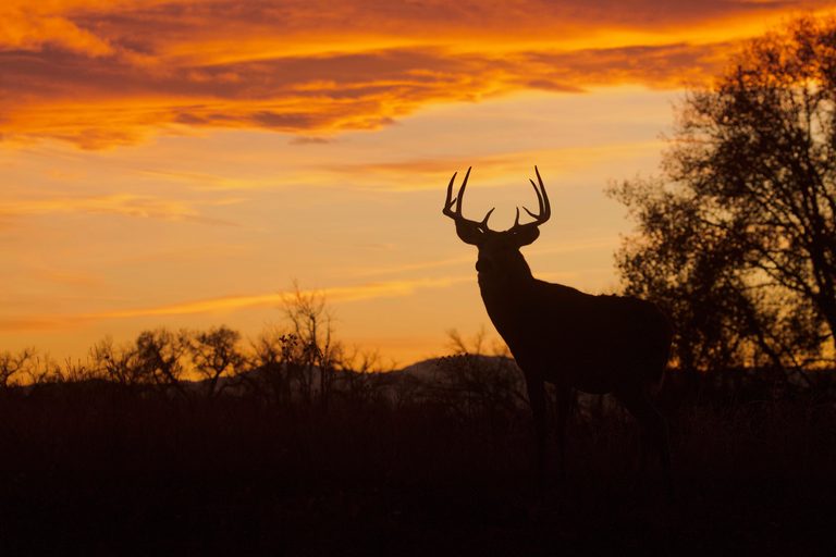 Missouri State Parks Temporarily Closed For Managed Deer Hunts