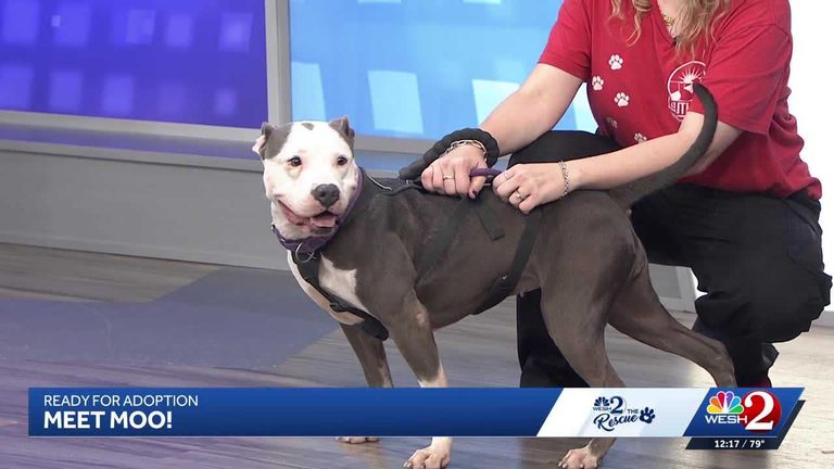 Mixed Breed Terrier Moo Seeks Forever Home At Southeast Volusia Humane Society