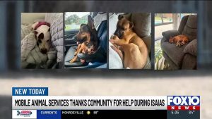 Mobile Animal Services Clears Shelter Of Dogs Ahead Of Hurricane Isaias With Com