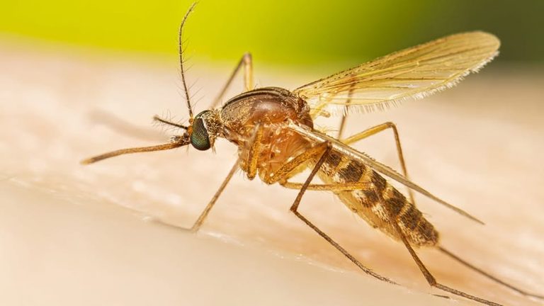Mobile County Health Department Alerts Residents To First St Louis Encephalitis