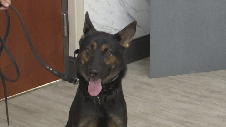 Mobile Infirmary Introduces K 9 De Escalation Teams To Boost Hospital Safety