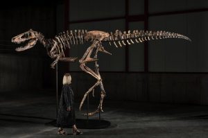 Montana S Jodi Dinosaur Fossil Sells For 47 3 Million Second Highest Ever