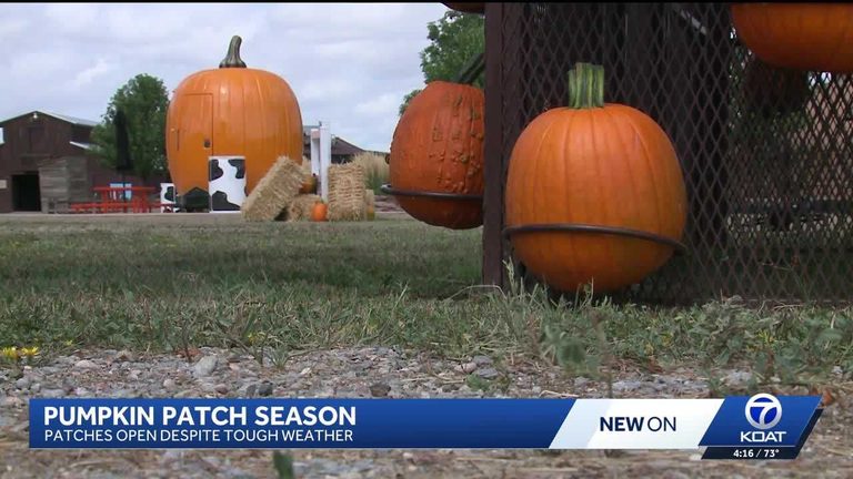 Moriarty And Rio Rancho Pumpkin Patches Open Despite Hot Summer Water Limits