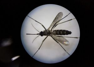 Mosquito Control Treatments Scheduled In Altadena And Monterey Park This Week