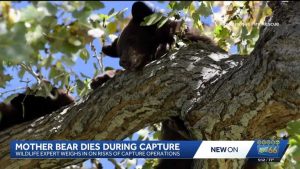 Mother Bear Dies During Capture At Tanoan Country Club Cubs To Be Relocated