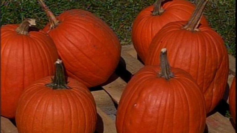 Motley S Farm Wraps Up Pumpkin Patch Season And Shifts To Christmas Tree Sales I