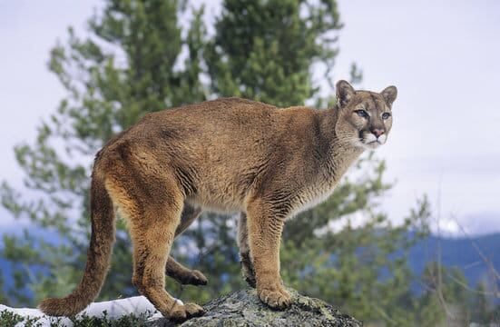 Mountain Lion Spotted Near Corn Creek Officials Urge Residents To Stay Alert