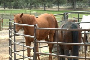 Mustangs To The Rescue Takes Over Equine Outreach Programs In Bend