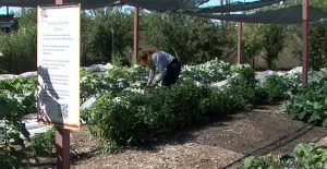 Mustard Seed Cafe In West El Paso Feeds Neighbors With Faith Driven Meals